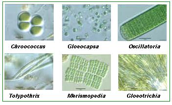 Description: cyanobacteria-types